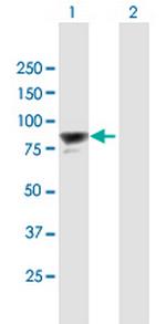 PAXIP1 Antibody in Western Blot (WB)
