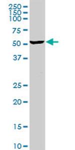 MGRN1 Antibody in Western Blot (WB)