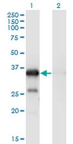 WBP2 Antibody in Western Blot (WB)