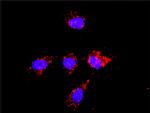 BACE1 Antibody in Proximity Ligation Assay (PLA) (PLA)