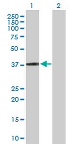 HSPBP1 Antibody in Western Blot (WB)