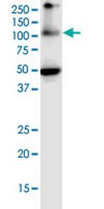 EIF2C2 Antibody in Western Blot (WB)
