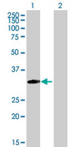 MRPS18B Antibody in Western Blot (WB)