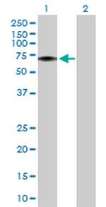 FLVCR1 Antibody in Western Blot (WB)