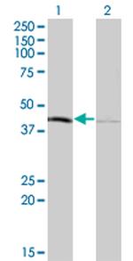 TFB1M Antibody in Western Blot (WB)