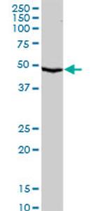 SERPINA10 Antibody in Western Blot (WB)