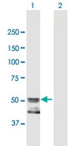 GCNT4 Antibody in Western Blot (WB)