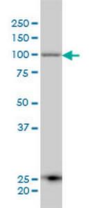 ARTS-1 Antibody in Western Blot (WB)