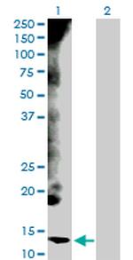 CYCS Antibody in Western Blot (WB)