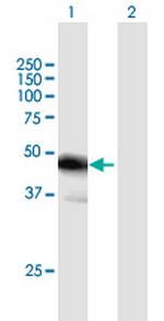 FBLIM1 Antibody in Western Blot (WB)