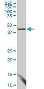 FBLIM1 Antibody in Western Blot (WB)