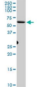 CEP55 Antibody in Western Blot (WB)