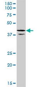 CDC37L1 Antibody in Western Blot (WB)