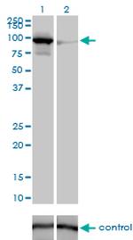 MFN1 Antibody in Western Blot (WB)