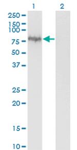 ENAH Antibody in Western Blot (WB)