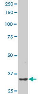 PBK Antibody in Western Blot (WB)