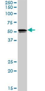 SH2D4A Antibody in Western Blot (WB)