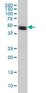 SH2D4A Antibody in Western Blot (WB)