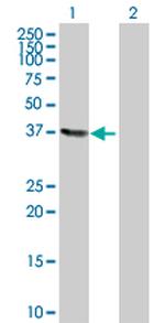 MOAP1 Antibody in Western Blot (WB)