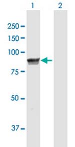 MPP5 Antibody in Western Blot (WB)