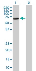 GORASP1 Antibody in Western Blot (WB)