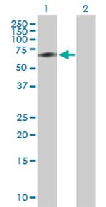 ACBD3 Antibody in Western Blot (WB)