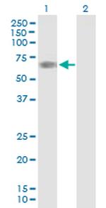 PHF17 Antibody in Western Blot (WB)