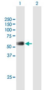 RMI1 Antibody in Western Blot (WB)