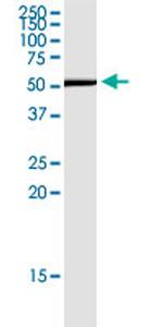 CD276 Antibody in Western Blot (WB)