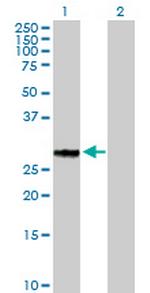 GFOD2 Antibody in Western Blot (WB)