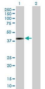 JAM3 Antibody in Western Blot (WB)