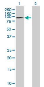 SYVN1 Antibody in Western Blot (WB)