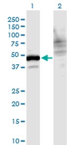 WDR73 Antibody in Western Blot (WB)