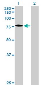 SSX2IP Antibody in Western Blot (WB)