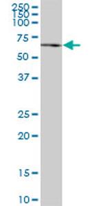 JMY Antibody in Western Blot (WB)