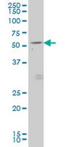 GDF7 Antibody in Western Blot (WB)