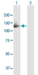 GAS2L2 Antibody in Western Blot (WB)