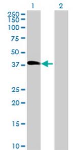 LCN12 Antibody in Western Blot (WB)