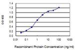 SLC35B2 Antibody in ELISA (ELISA)