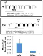 H3K9me2S10ph Antibody in ChIP Assay (ChIP)