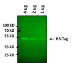 HA Tag Antibody in Western Blot (WB)