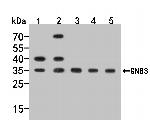 GNB3 Antibody in Western Blot (WB)