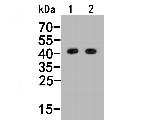 Histamine H2 receptor Antibody in Western Blot (WB)