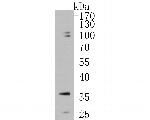 PP-X Antibody in Western Blot (WB)