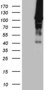 HACE1 Antibody in Western Blot (WB)