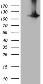 HACE1 Antibody in Western Blot (WB)