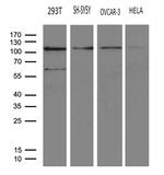 HACE1 Antibody in Western Blot (WB)