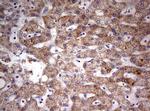 HADH Antibody in Immunohistochemistry (Paraffin) (IHC (P))