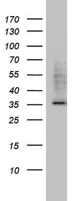 HADH Antibody in Western Blot (WB)