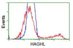 HAGHL Antibody in Flow Cytometry (Flow)